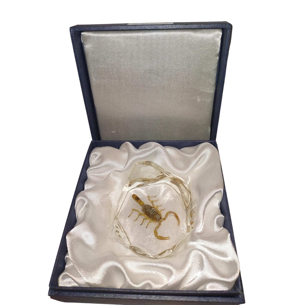 Real Scorpion Specimen in Resin Paperweight Display Box DS-501 Taxidermy Oddity